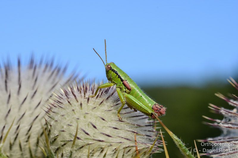 Odontopdisma fallax ♂ - HR, Istrien, Učka-Gebirge, 20.07.2015