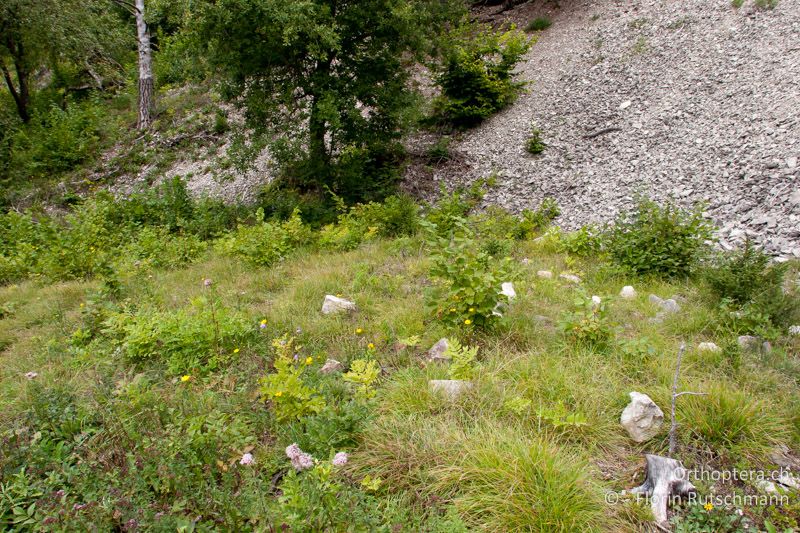 Trockenwarme Säume mit niederem Gehölzaufkommen am Rande einer Schlagflur - CH, SH, Siblingen, 28.08.2008