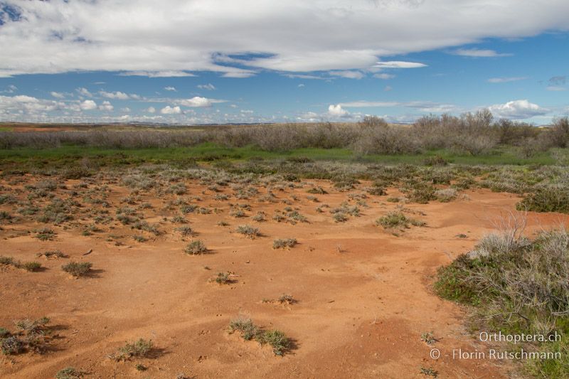 Steppenartige Landschaft - ES, Aragonien, Belchite, 27.03.2013