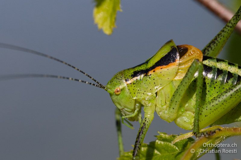 Vorderkörper ♂ - HR, Istien, Mt. Učka, 02.06.2014