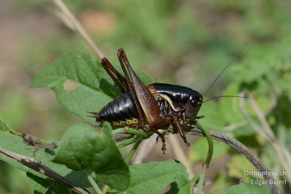 Pholidoptera brevipes ♂ - BG, Chaskowo, Matochina, 09.07.2018