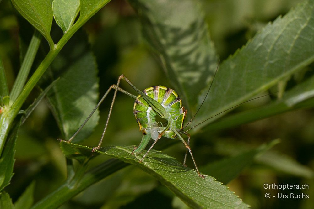 Poecilimon jonicus jonicus ♀ beim Verzehren der Spermatophore - GR, Thessalien, Meteora, 26.06.2013