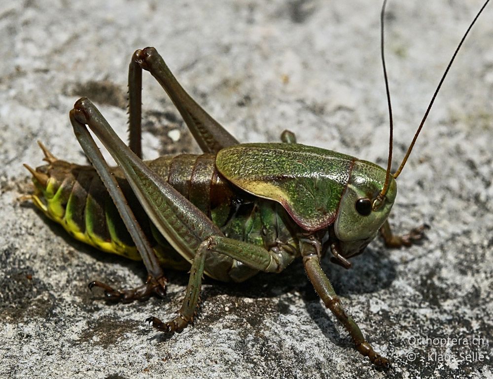 Balkan-Bergschrecke (Psorodonotus illyricus) - HR, Istrien, Račja Vas 25.06.2016