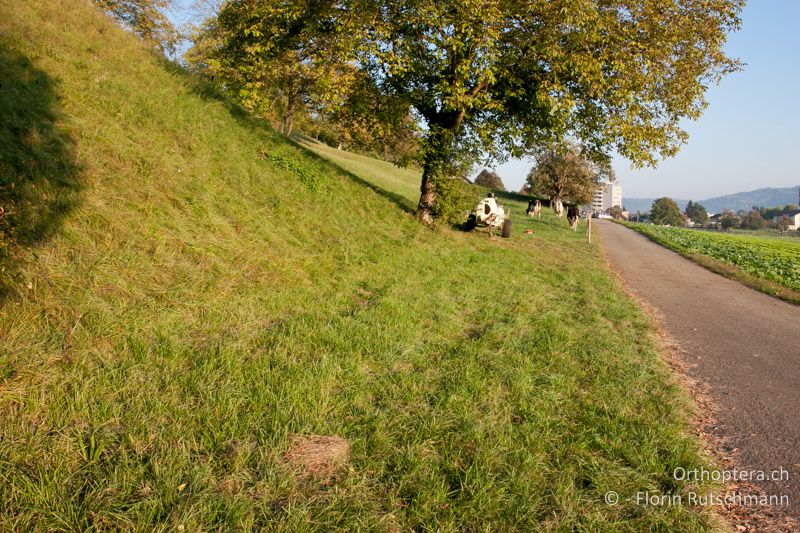 Magere Böschung an Waldrand - CH, AG, Untersiggenthal, 01.10.2011