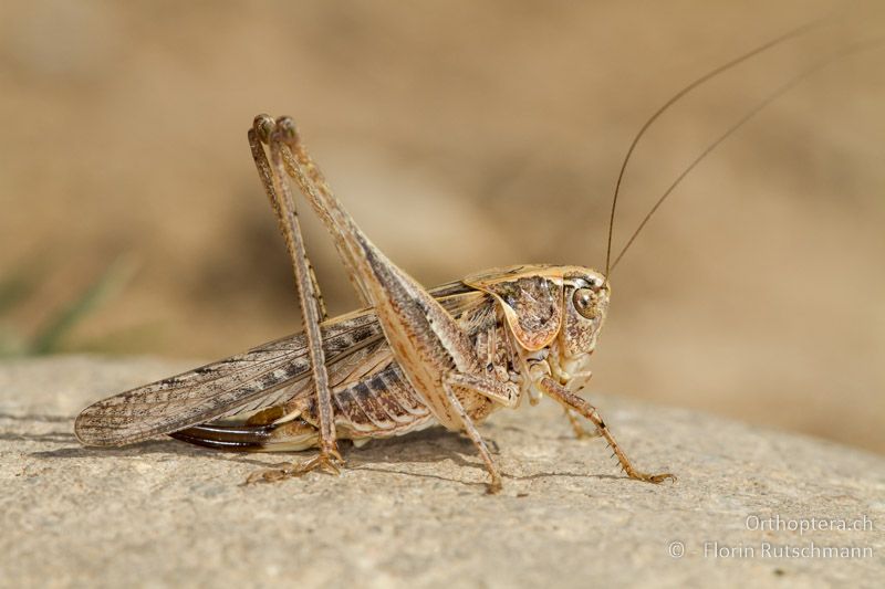 Platycleis affinis ♀ - FR, Bouches-du-Rhône, Saint-Martin-de-Crau, 13.06.2012