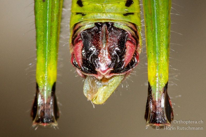 Hinterleibsende von Odontopodisma schmidtii ♂ - IT, Friaul-Julisch, Cornino, 14.06.2014