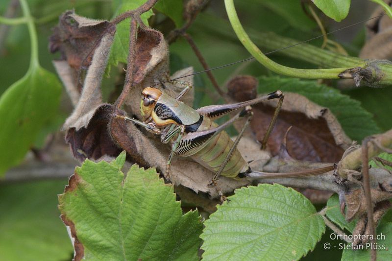 Eupholidoptera megastyla ♀ - GR, Zentralmakedonien, Alonia, 15.07.2017