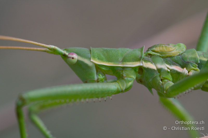 Porträt von Saga campbelli ♂ - GR, Zentralmakedonien, Vironia, 08.07.2013