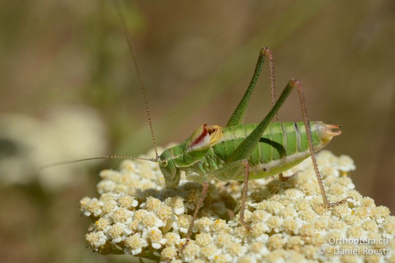 Poecilimon chopardi ♂ - GR, Westmakedonien, Kratero, 11.07.2017