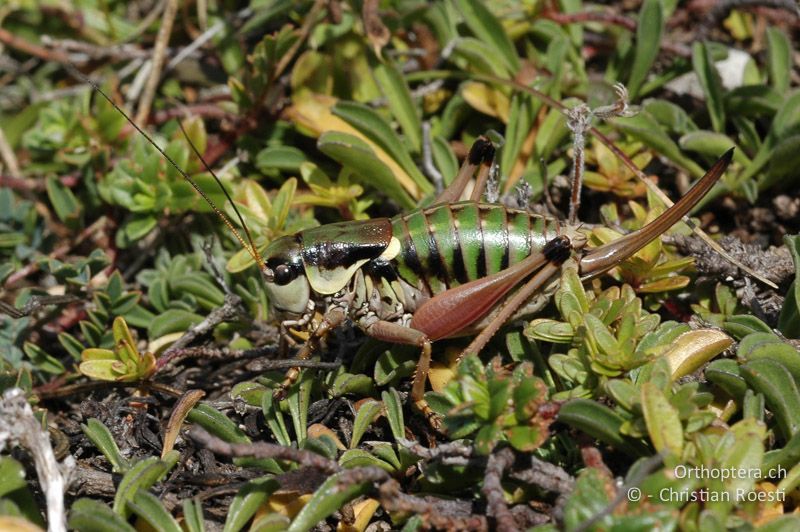 Anonconotus alpinus ♀ - FR, Drôme, Col de Menée, 02.09.2007