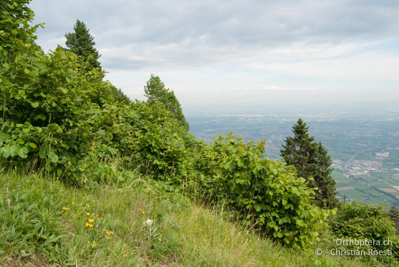 Gebüschreicher, wechselfeuchter Hang - IT, Venetien, Schio, Mt. Summano, 22.06.2010