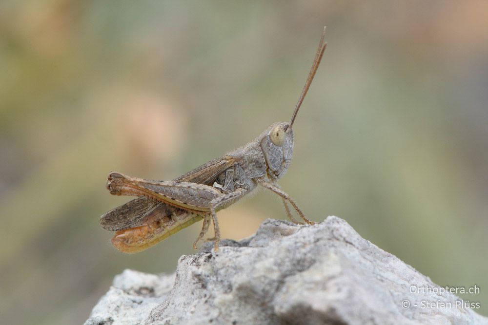 Chorthippus mollis ♂ - HR, Cres, Predošćica, 23.07.2015