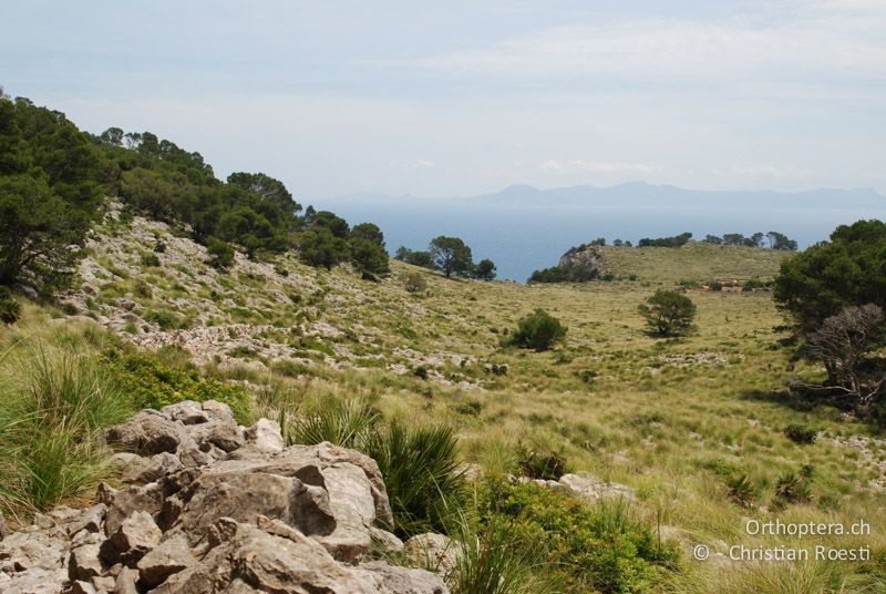 Sandige, wenig bewachsene Küstendünen - GR, Rhodos, Kattavia, 21.05.2013
