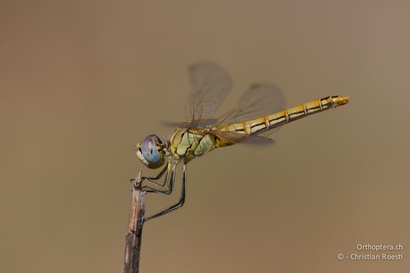 Weibchen der Frühe Heidelibelle (Sympetrum fonscolombii) - Thessaloniki, 18.07.2012 (Bestimmung: Hansruedi Wildermuth u. Stefan Kohl)