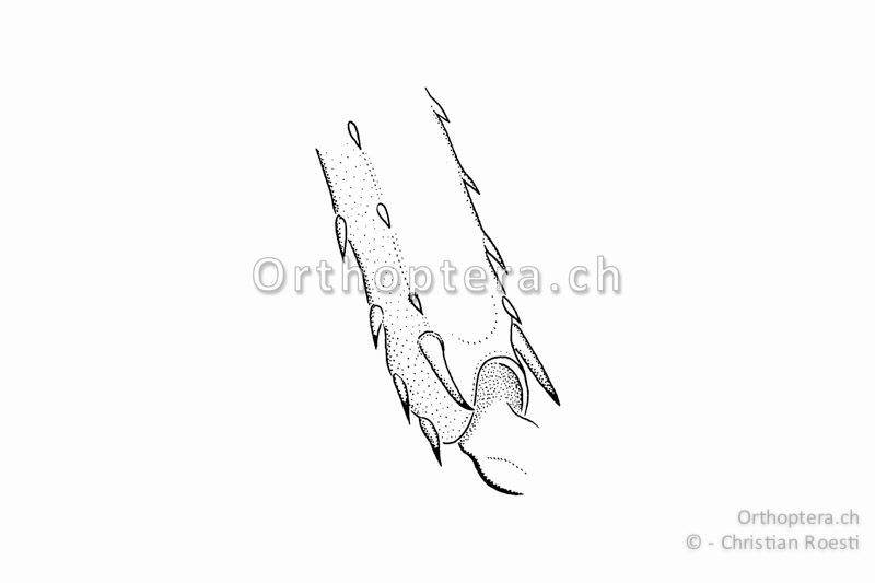 Enddornen der Hinterschiene von Ruspolia nitidula. Im Gegensatz zu den Conocephalus-Arten sind zwei Enddornen vorhanden.
