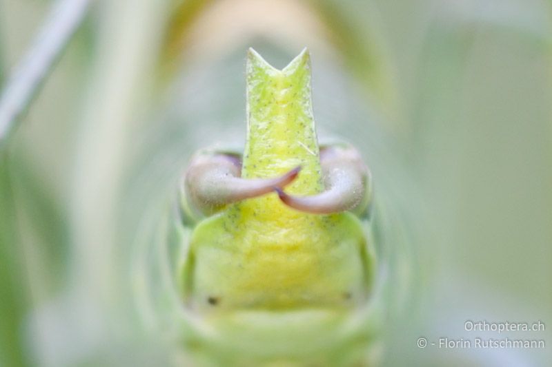Subgenitalplatte des Polysarcus denticauda ♂ von hinten betrachtet - CH, SH, Möösli, 25.06.2010