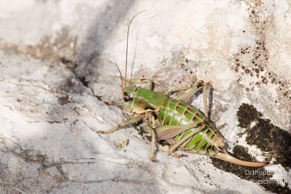 Anonconotus sibyllinus ♀ - IT, Marken, Sibyllini-Gebirge, 09.10.2014