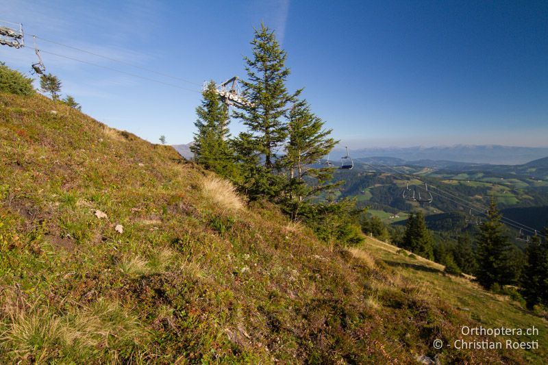 Zwergstrauchheide - AT, Kärnten, Reichenfels, 16.09.2016