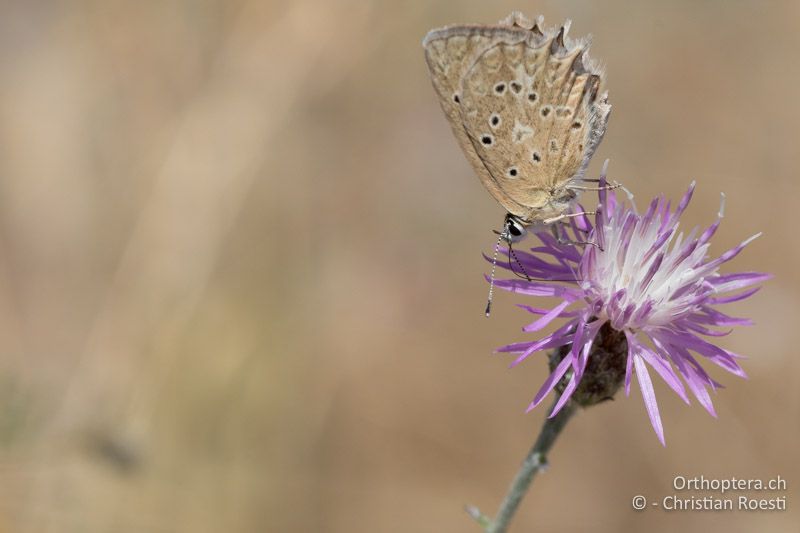 Zahnflügel-Bläuling (Polyommatus daphnis) ♀ - GR, Westmakedonien, Prespasee, 13.07.2017