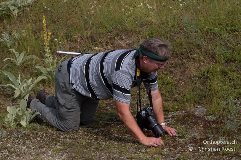 Grrr, schon wieder bewegt. Beim Fotografieren von Arcyptera microptera - GR, Westmakedonien, Mt. Vernon, 10.07.2013