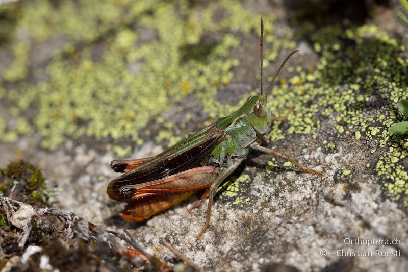 Stenobothrus rubicundulus ♂ - CH, VS, Bitsch, 19.08.2011