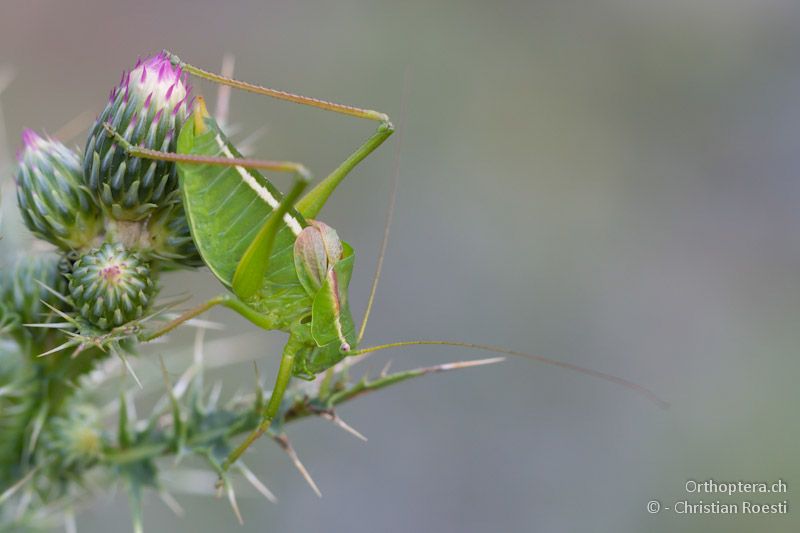 Männchen von Poecilimon pindos - Smixi, 14.07.2012
