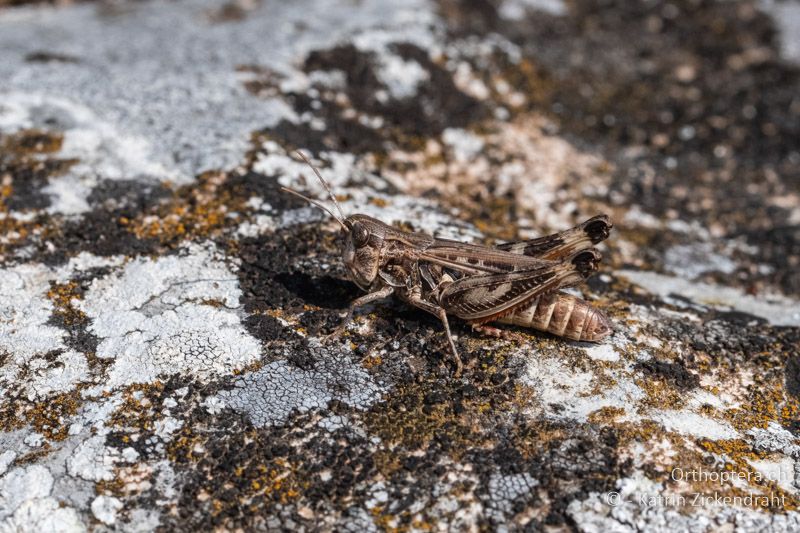 Stenobothrus graecus ♀ - BG, Chaskowo, Matochina, 09.07.2018