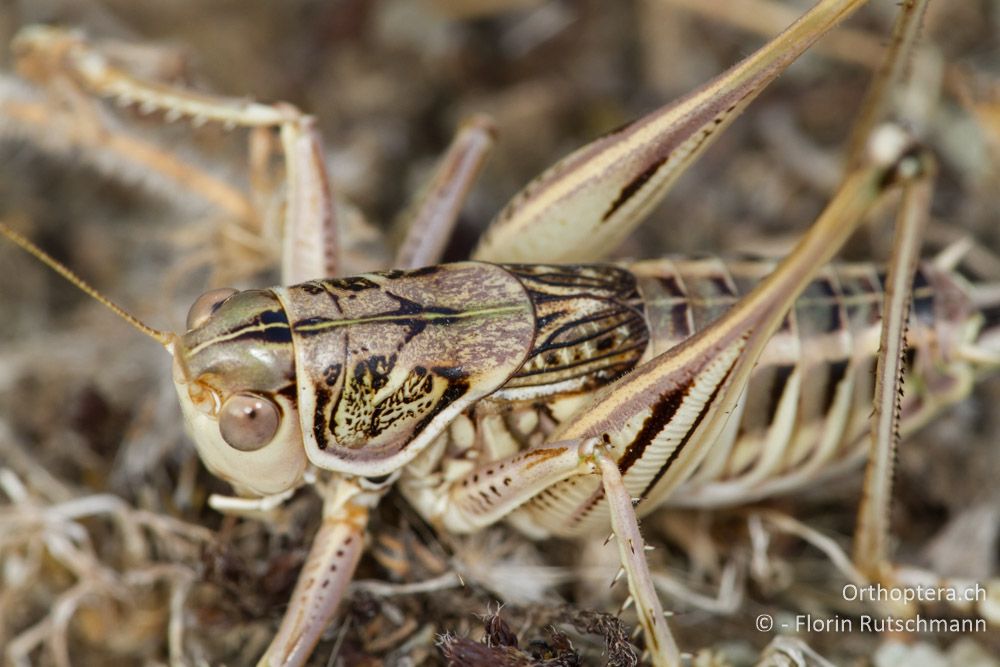 Porträt der Heideschrecke Gampsocleis abbreviata - Elassona, 17.07.2012