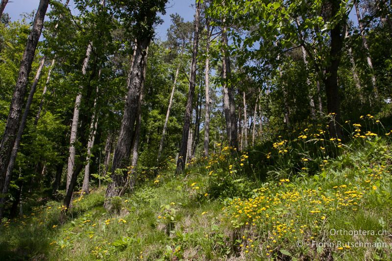 Lichter Wald mit Gebüschgruppen und Stauden - CH, TG, Immenberg, 05.06.2013