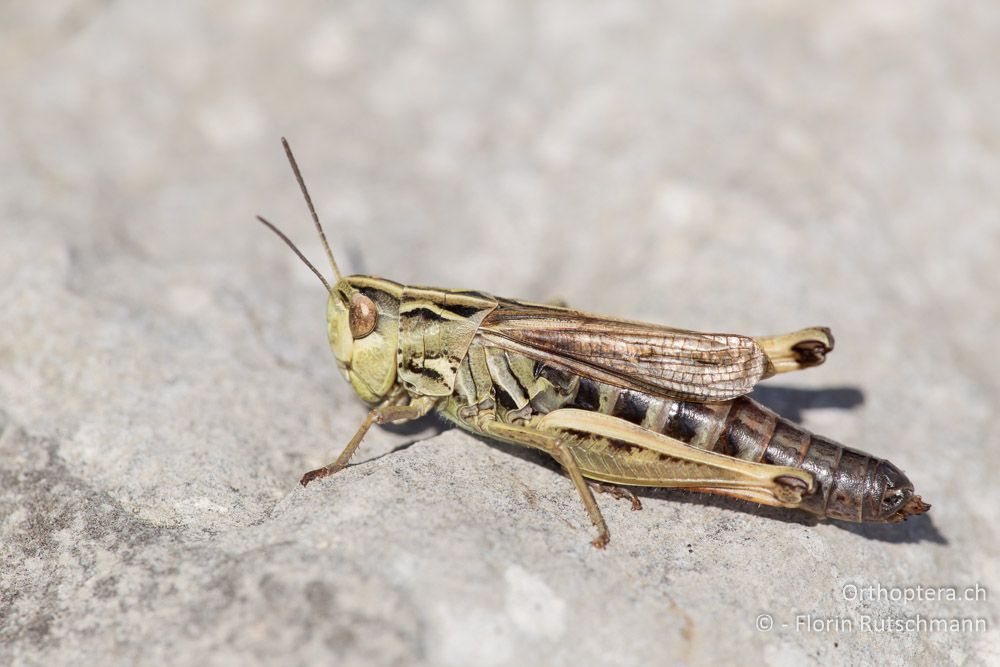 Stenobothrus rubicundulus ♀ - IT, Marken, Mt. Catria, 27.09.2014