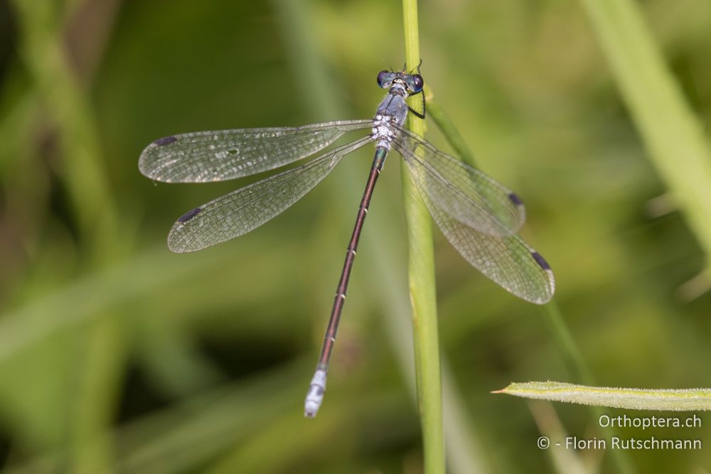 Dunkle Binsenjungfer (Lestes macrostigma) - GR, Zentralmakedonien, Methoni, 19.06.2015