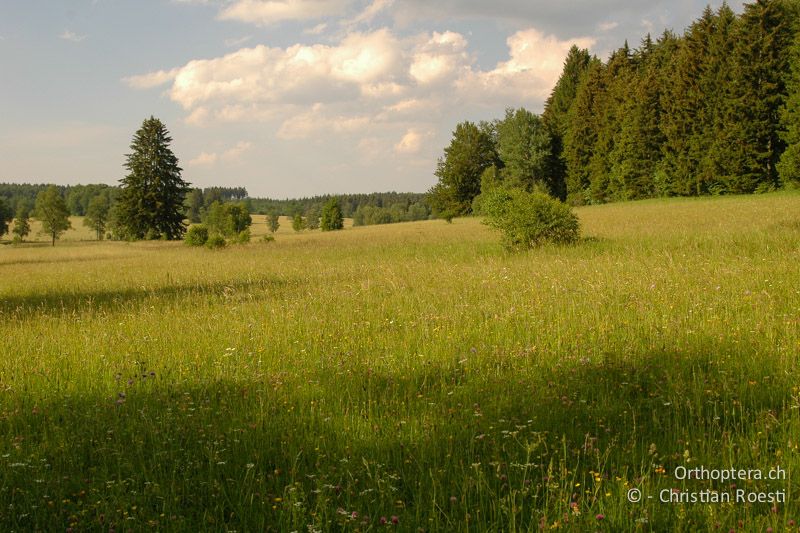 Berg-Glatthaferwiesen mit verschiedenen Klappertopf-Arten - DE, Baden-Württemberg, Irndorfer Hardt, 24.06.2006