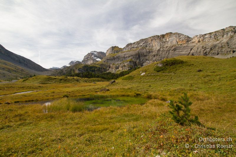 Feuchtwiese - CH, BE, Kandersteg, 22.09.2013