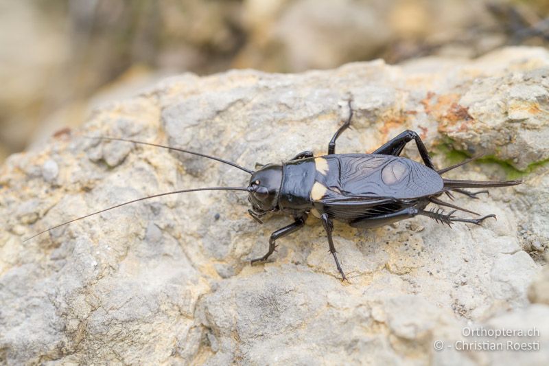 Gryllus bimaculatus ♂ - FR, Pyrénées-Orientales, Argelès Plage, 04.11.2011
