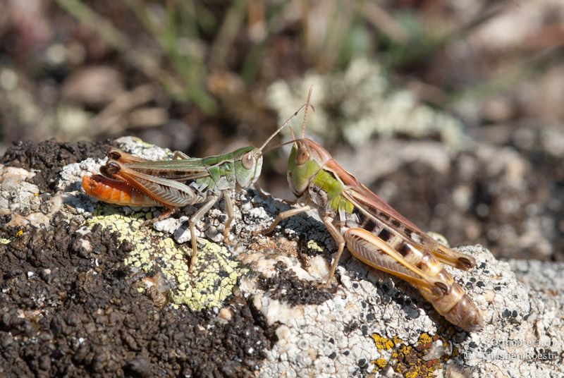 Stenobothrus nigromaculatus Das Männchen (links) umwirbt eine Weibchen