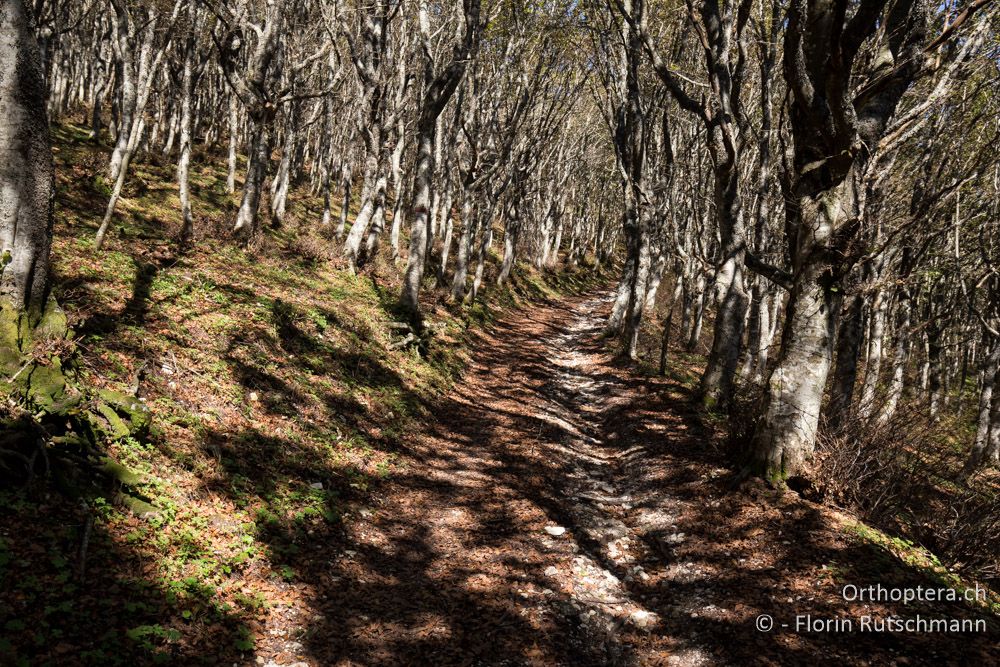 Intensiver Weidewald - IT, Marken, Mt. Catria, 27.09.2014