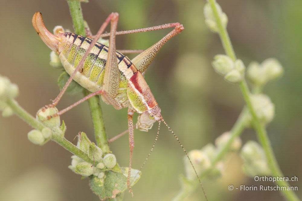 Poecilimon veluchianus ♀ - GR, Thessalien, Mt. Ossa, 20.06.2015