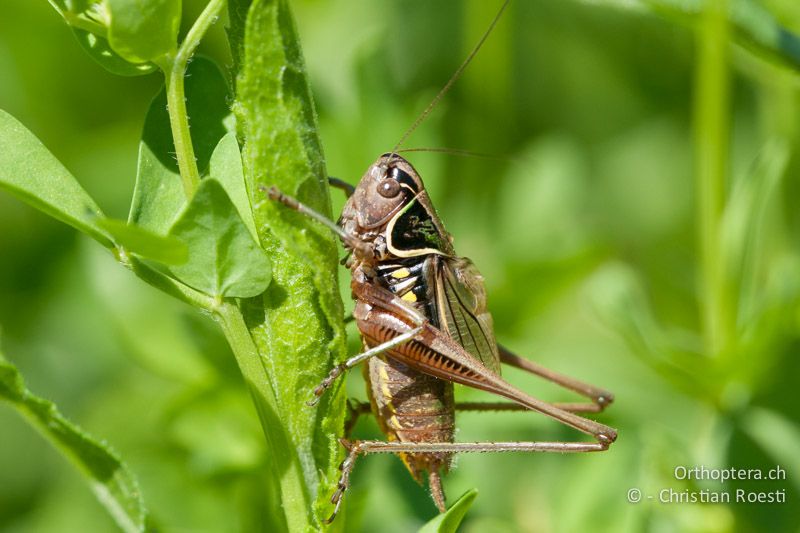 Roeseliana azami minor ♂ - CH, TI, Meride, 16.07.2008