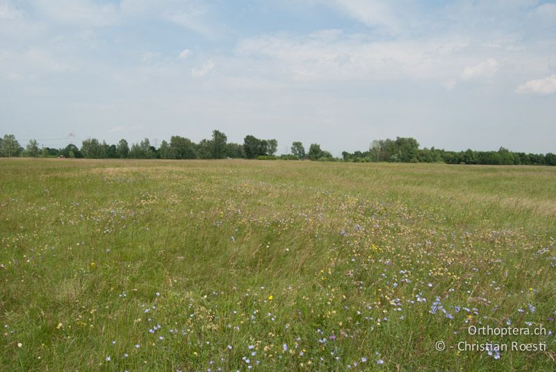 Blütenreiche Steppenlandschaft - AT, Niederösterreich, Ebergassing, 25.06.2010