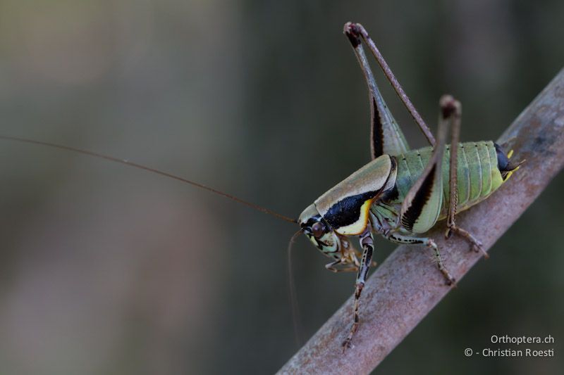 Männchen von Eupholidoptera smyrnensis - Appolonia, 10.07.2012