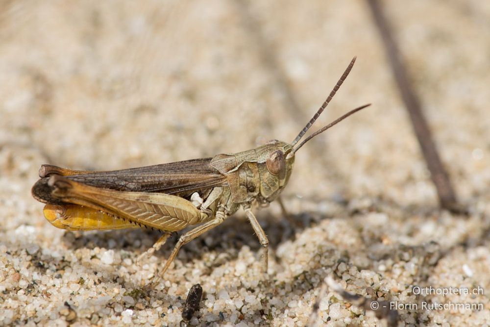 Omocestus spec. ♂ - GR, Zentralmakedonien, Methoni, 19.06.2015