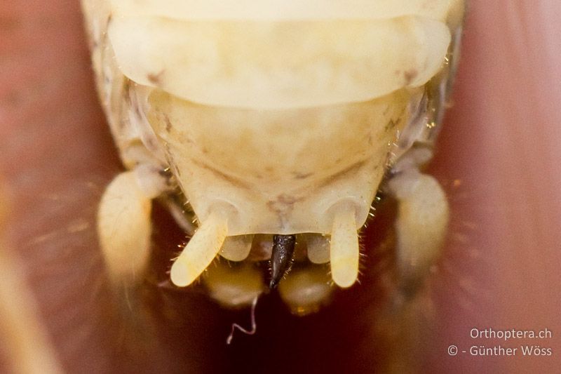 Hinterleibsende von Troglophilus cavicola ♂ von unten betrachtet. Die Subgenitalplatte ist am Ende gerade abgestutzt und die Styli sind ca. 3x so lang wie breit - AT, Niederösterreich, Texingtal, 10.02.2011