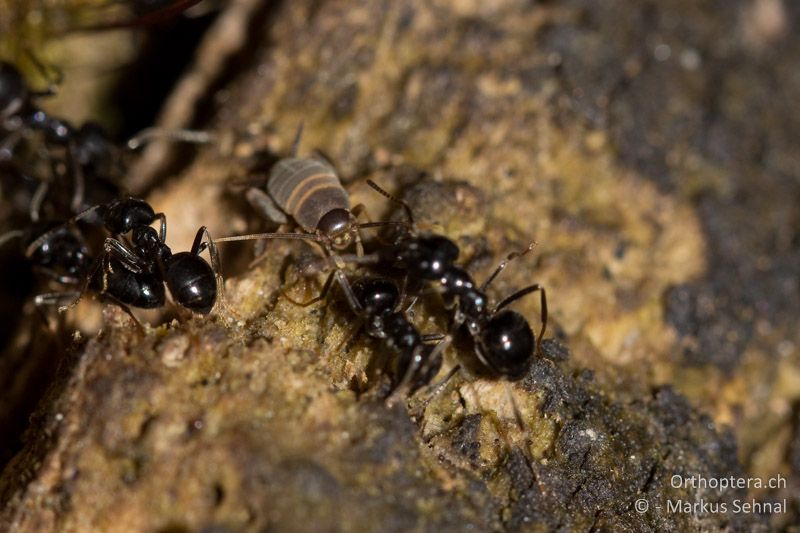 Myrmecophilus acervorum ♀ - AT, Wien, Prater, 18.04.2012
