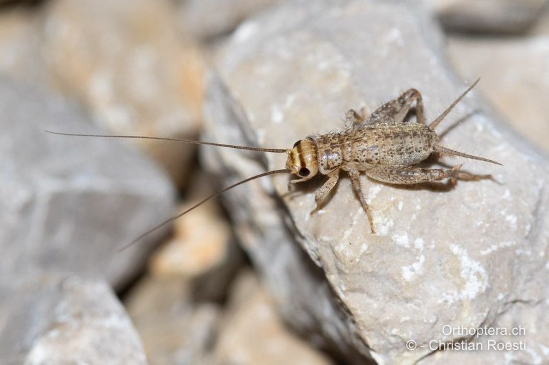 Larve von Eumodicogryllus bordigalensis - HR, Dalmatien, Split, 31.07.2022