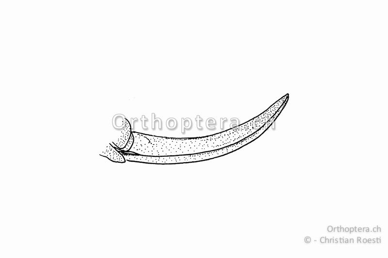 Legeröhre von Pholidoptera fallax ♀.