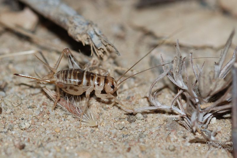 Gryllomorpha uclensis, Weibchen