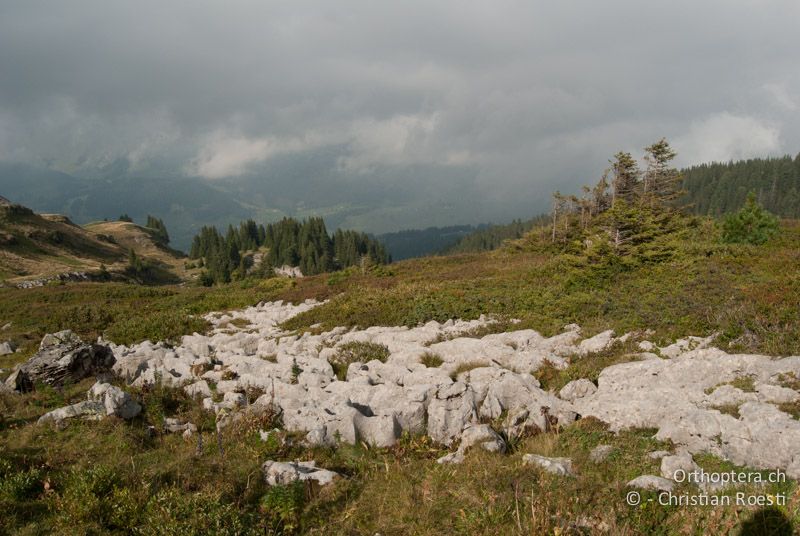 Mit Karstfelsen und Fichten durchsetzte Zwergstrauchheide - CH, SG, Gamserrugg, 05.09.2010