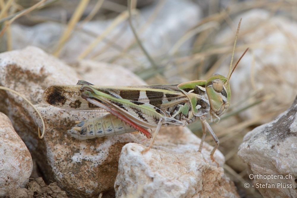 Oedaleus decorus ♂ - HR, Cres, Predošćica, 23.07.2015