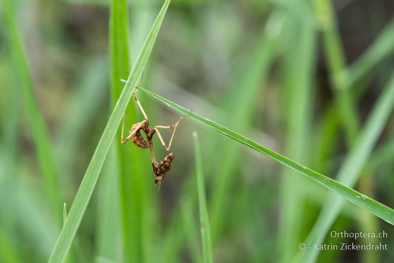 Empusa sp. Larve - BG, Chaskowo, Matochina, 09.07.2018