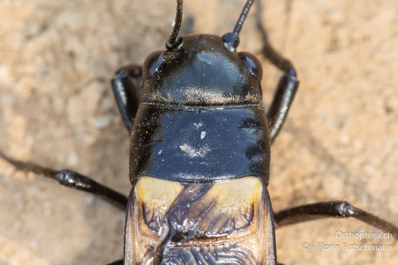 Gryllus bimaculatus ♂, Kopf und Halsschild - IT, Toskana, Castiglione della Pescaia, 02.10.2023